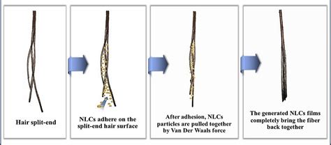 Fig. 4: Proposed mechanisms of NLCs after treated on hair split-end