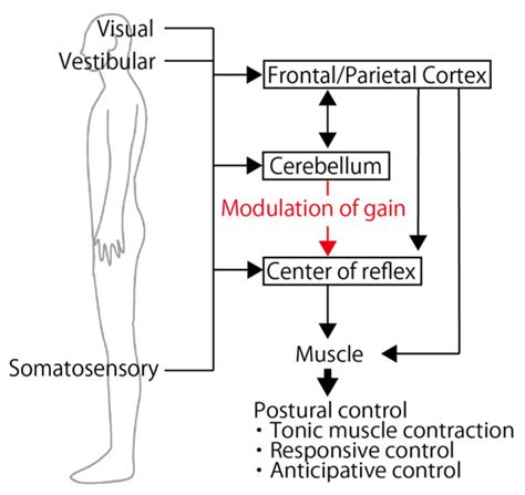 Cerebellar TMS Induces Motor Responses Mediating Modulation of Spinal ...