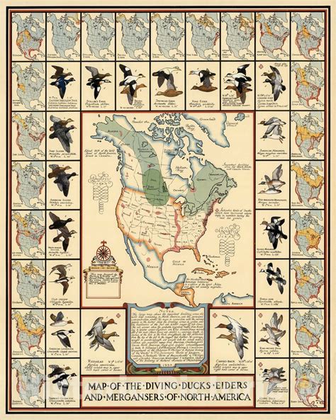 Historic Map : Map of the Diving Ducks Eiders and Mergansers of North – Historic Pictoric