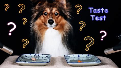 Dogs Taste Testing Food 的图像结果