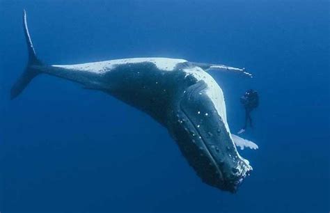 蓝鲸是不是最大的鱼类