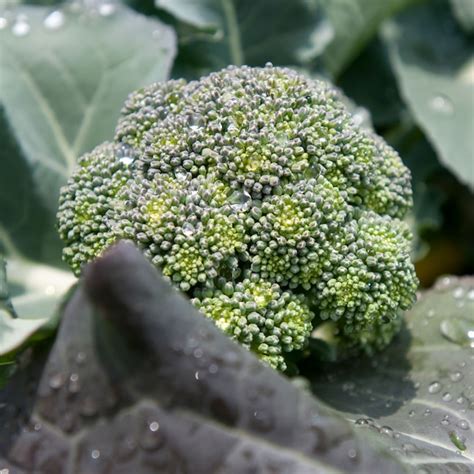 Bonnie Plants 1.0 -Pack Lieutenant Broccoli Plant in Pot in the ...