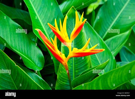 Image result for Selection Sort Algorithm Java