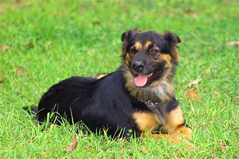 Shepweiler (German Shepherd & Rottweiler Mix) Info, Pictures, Facts ...