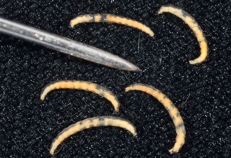 Will Fleas Lay Eggs In Human Hair at Leigh Clanton blog