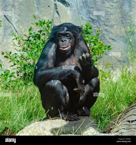 Zaire river congo hi-res stock photography and images - Alamy