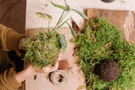 What is a Kokedama Plant? Here's All You Should Know – Ugaoo