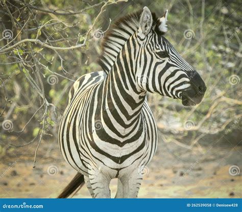 One Zebra in the Desert in Botswana Africa Stock Photo - Image of groups, black: 262539058