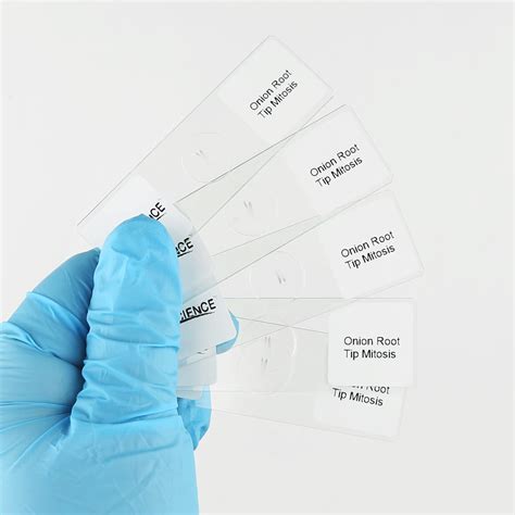 Onion Root Tips Cell Mitosis Microscope Slides Set 5pcs Pack ...