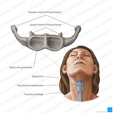 Anatomy Of Hyoid Bone Morphometry Of The Hyoid Bone: A Radiological