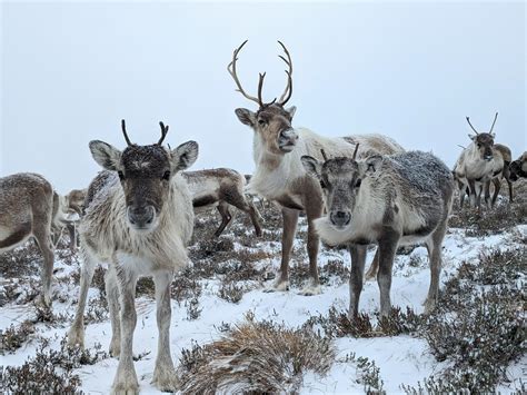 Reindeer vs Deer: What's The Difference