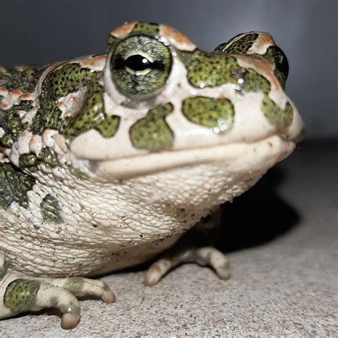 Image result for Green Toad Meme