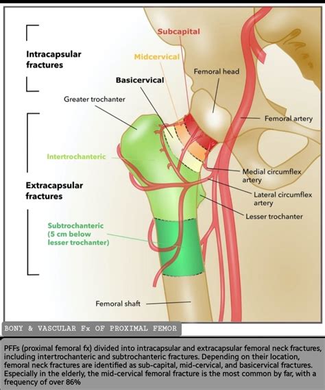 Femoral Artery And Its Branches