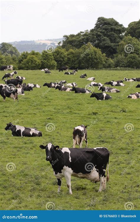 Cows in grazing field stock image. Image of grazing, beef - 5576603