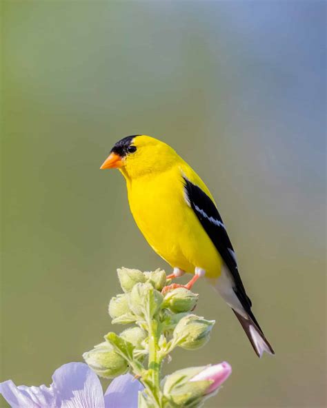 25 Small Yellow Birds to Brighten Your Day