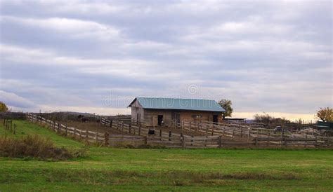 Ostrich Farm in the Village Stock Image - Image of nature, meat: 28485999