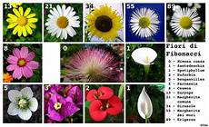 elenco fiori con foto fiori di fibonacci elenco fiori con foto fiori di fibonacci