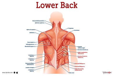 Image result for Deep Tissue Lower Back