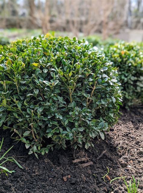 And Bushes Boxwood Shrubs Boxwood Guide: How To Plant, Grow, And Care
