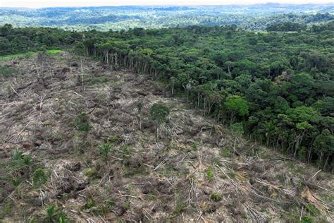 La deforestación de la Amazonia cae un 22% en el primer balance anual ...