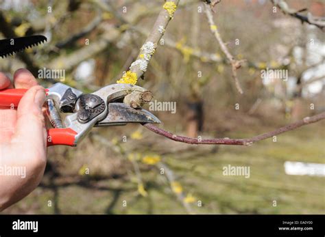 Image result for Apple Tree Pruning