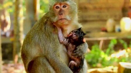 最后的驯猴人 他靠着猴子才有了房_资讯频道_凤凰网