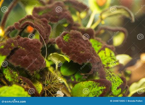 The Best Fish That Eat Black Beard Algae For A Clean Tank