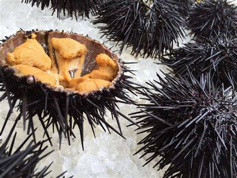 Download Black Sea Urchin Seafood On Ice Wallpaper | Wallpapers.com