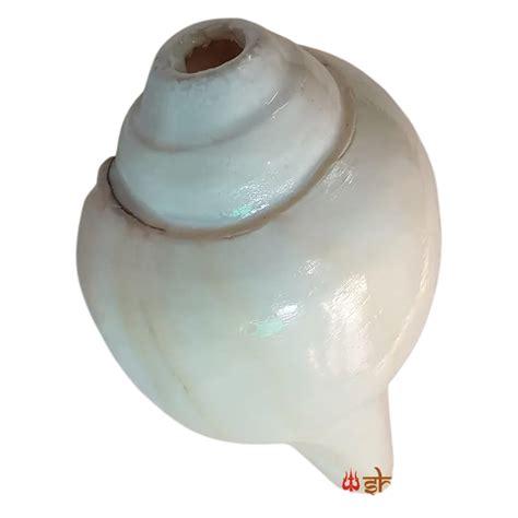 Valampuri Shankh | Conch | Blowing Shankh length 5 inch – Shiv Kripa ...