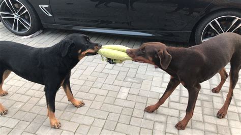 Doberman Vs Rottweiler Fight