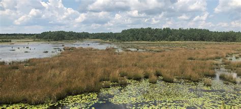 Franklin Parker Preserve, New Jersey - 843 Reviews, Map | AllTrails