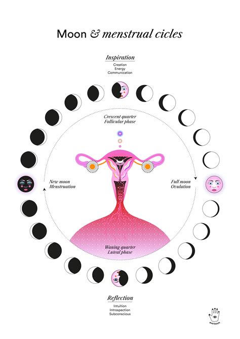Lunar & Menstrual Cycle (w), Wall Art Print, Poster, Illustration en 2024