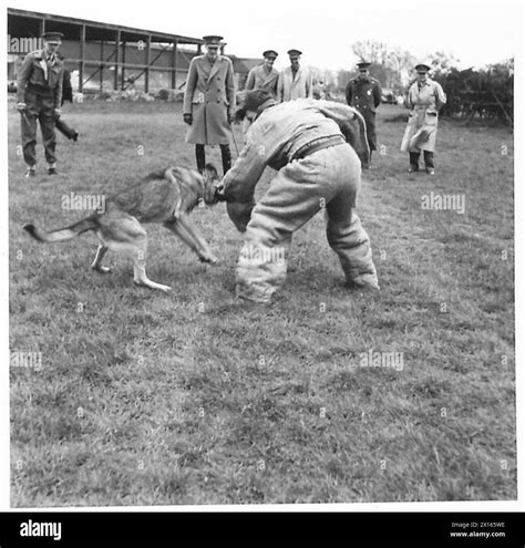 At an aerodrome, Alsatian guard dogs demonstrate attack training on a ...