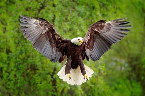 How Long Do Bald Eagles Live? - Bald Eagle Lifespan & Facts