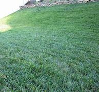 Image result for Rabbit Nests in Lawn