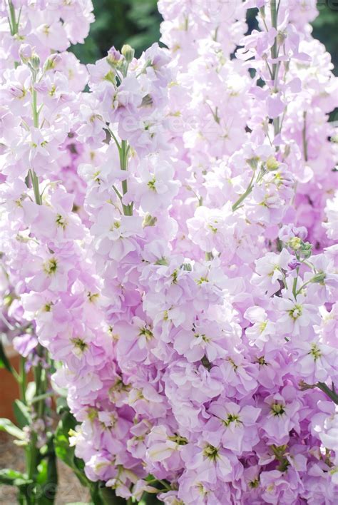 Matthiola incana flower, stock flowers, cut flowers in the nursery, full bloom 17654385 Stock ...