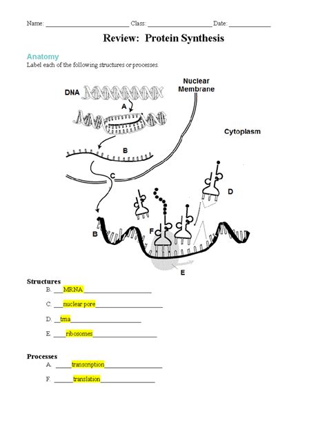 Image result for Protein Synthesis Race Answer Key