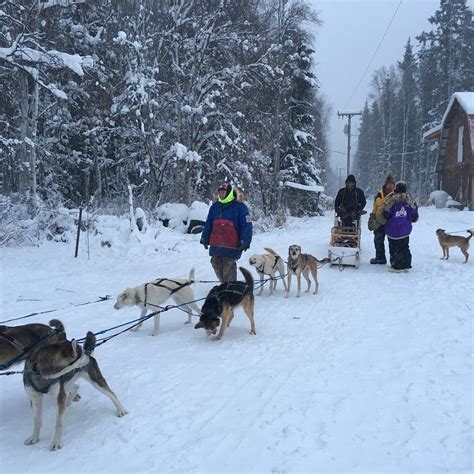 COTTER'S SLED DOG TOURS (2025) All You Need to Know BEFORE You Go (with ...