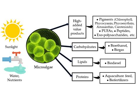 Image result for microalgae