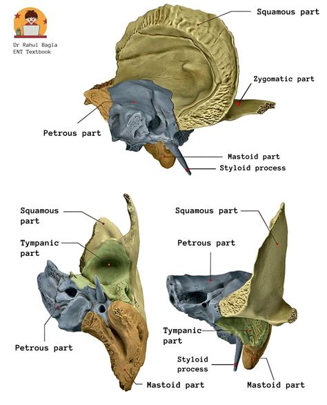 Image result for Temporal Styloid Process Anatomy
