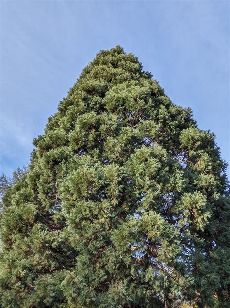 Tree Highlight: Giant Sequoia - For The Love Of Trees, LLC : For The ...