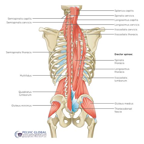 Hip/Trunk Musculature, Pelvic Floor, Deep Gluteals, Piriformis ...