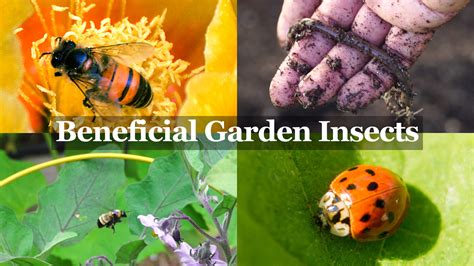 What Are Beneficial Insects In The Garden at Susie Branch blog