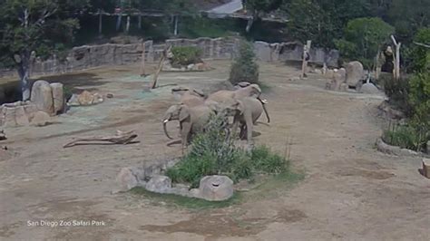 Elephants at San Diego Zoo form 'alert circle' during earthquake