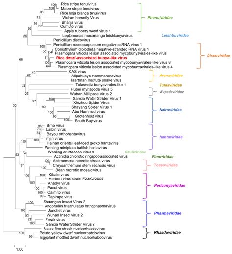 Discovery and Genomic Function of a Novel Rice Dwarf-Associated Bunya ...