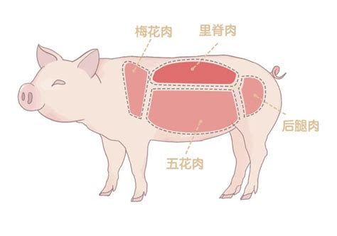 猪颈肉、梅肉、血脖肉、槽头肉、上脑，都是猪身上什么部位的肉？ - 知乎