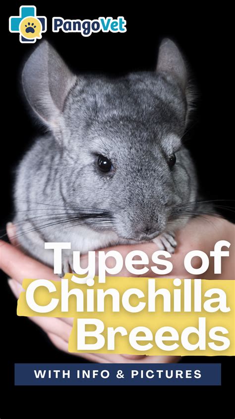 Types of Chinchilla Breeds (With Info & Pictures) | Chinchilla, Pet ...