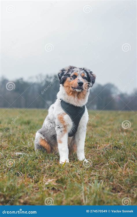 Unique Portrait of an Australian Shepherd Puppy Who Expresses His ...