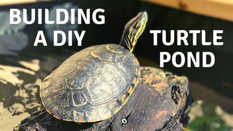 Image result for Building a Turtle Trap