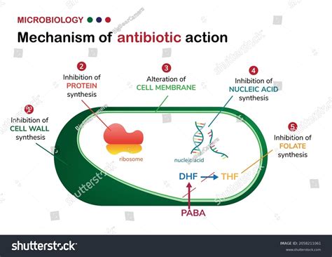 Mechanism Antibiotic Action On Bacteria Cell Stock Vector (Royalty Free) 2058211061 | Shutterstock
